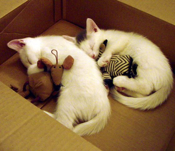 南粤之巅的秒针回响，广东绝杀深圳，CBA版总决赛焦点战的另类诠释